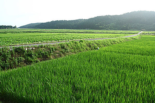 温泉,乡村,农田