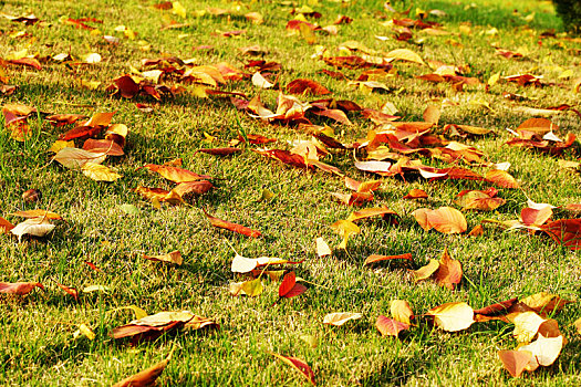 秋色,落叶,树叶,叶子,草地