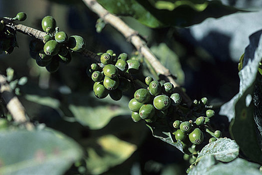 坦桑尼亚,靠近,阿鲁沙,咖啡种植园,咖啡豆,植物