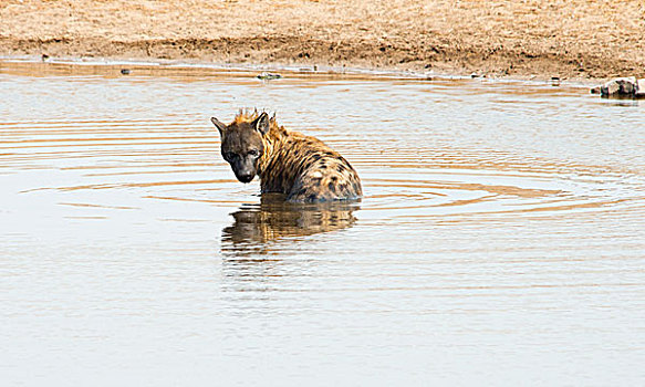 斑鬣狗,水,埃托沙国家公园,纳米比亚,非洲