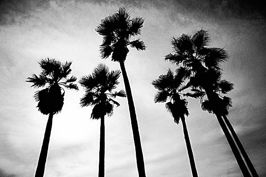 棕榈树,剪影,仰视,威尼斯海滩,加利福尼亚,美国
