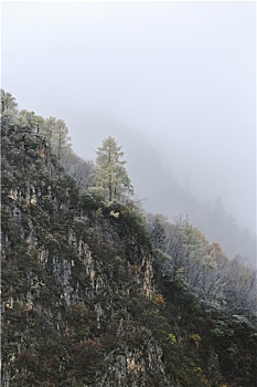 中国四川阿坝州茂县奶子沟秋色彩林风景
