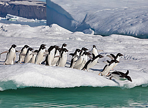 阿德利企鹅,急促,边缘,冰山,跳跃,海洋,靠近,生物群,岛屿,威德尔海
