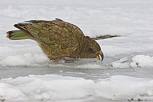 食肉鹦鹉,成年,雪,南阿尔卑斯山,南岛,新西兰