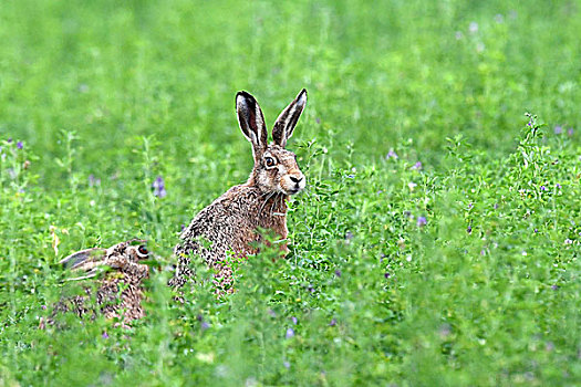 草地,棕兔,欧洲野兔