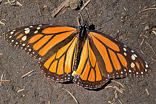 黑脉金斑蝶,罗萨里奥,生物保护区,米却阿肯州,墨西哥,北美