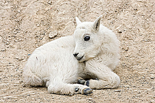 石山羊,雪羊,修饰,躺下,碧玉国家公园,艾伯塔省,加拿大