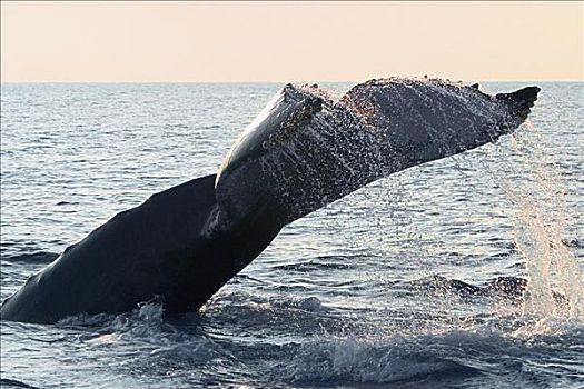 夏威夷,驼背鲸,大翅鲸属,鲸鱼