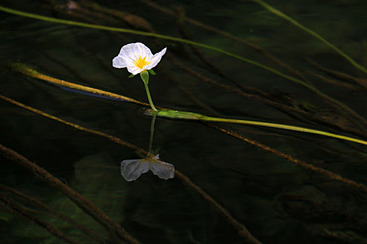 海菜花