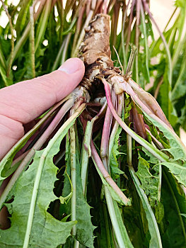 蒲公英制茶,野菜