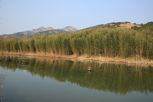 山东省日照市,阳春三月大地回春,河边竹林婆娑草木萌发