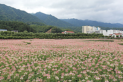 汉中留坝,花海