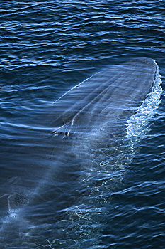 鳍鲸,长须鲸,下加利福尼亚州,墨西哥