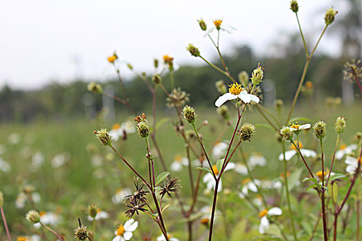 野菊花