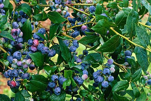 蓝莓,温哥华岛,英国,加拿大