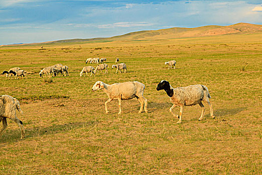 落日牧归的羊群