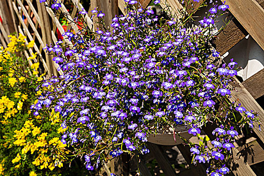 牵牛花,庭院,木栅栏,花园