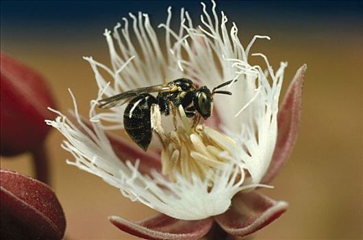 蜜蜂,花,生物保护区,斯里兰卡