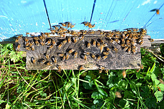 很多,蜜蜂,进入,蜂巢