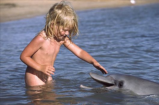 宽吻海豚,爱抚,孩子,西澳大利亚