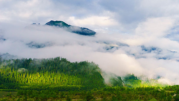 西藏林芝鲁朗林海高山云雾