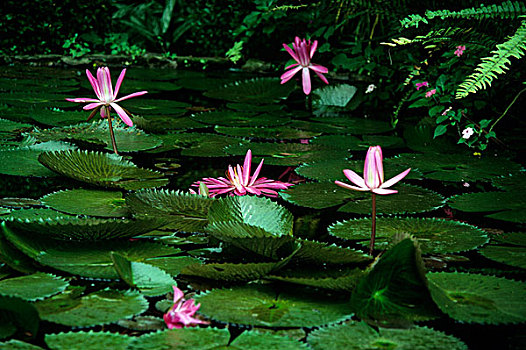 水生植物