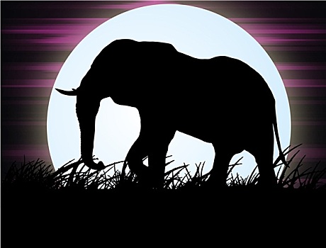 非洲象,热带草原,月光