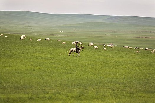 牧羊人,骑马,成群,内蒙古,中国