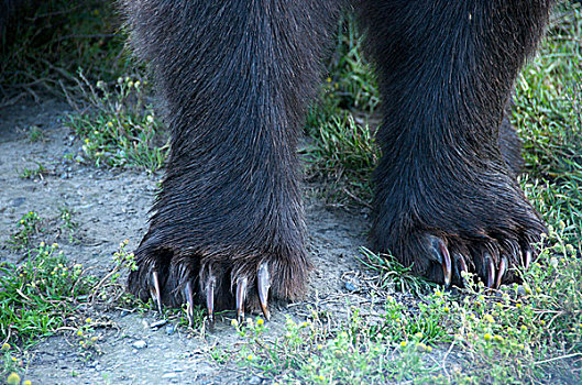 特写,大灰熊,正面,爪子,展示,爪,棕熊,阿拉斯加野生动物保护中心,阿拉斯加,美国