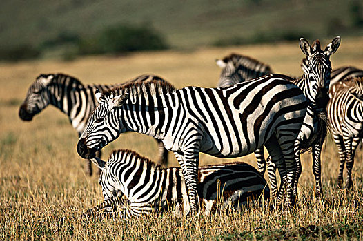 肯尼亚,风景,斑马,马赛马拉国家保护区,大幅,尺寸