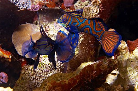 印度尼西亚,苏拉威西岛,蓝碧海峡,水下,鱼