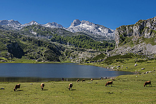 西班牙,阿斯图里亚斯,科瓦东加,母牛,边缘,湖