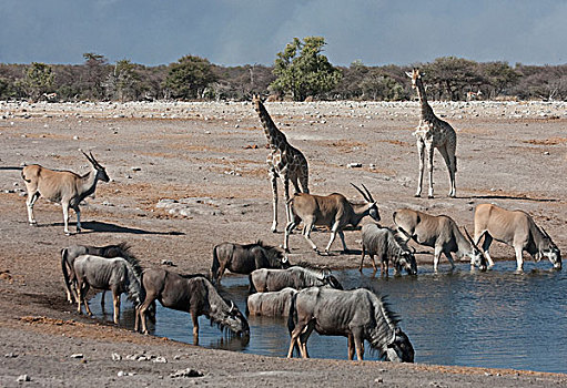 纳米比亚,埃托沙国家公园,品种,动物,汇集,水坑