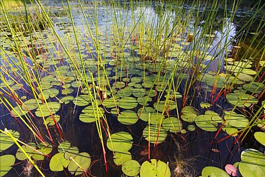 湿地,芦苇,荷叶,围绕,水塘,新斯科舍省,加拿大