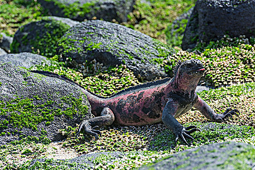 海鬣蜥,西班牙岛,加拉帕戈斯群岛,厄瓜多尔,南美