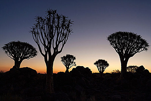 抖树,二歧芦荟,树林,剪影,日落,靠近,基特曼斯胡普,纳米比亚,非洲