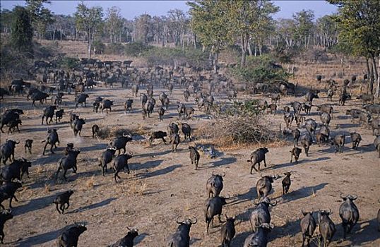 赞比亚,南卢旺瓜,航拍,大,牧群,水牛,开阔地,非洲水牛
