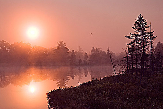日出,高地,水塘,沙丘鹤,飞跃,贫瘠,阴天,自然保护区,区域,安大略省,加拿大