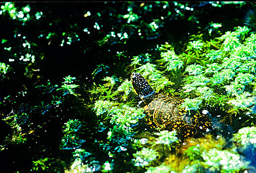 龟,国家公园,新斯科舍省,加拿大