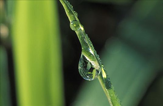 水滴,草叶