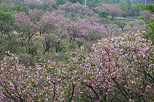 海曙,鄞江,山林,樱花,粉红,春色