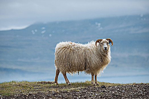 绵羊,冰岛,欧洲