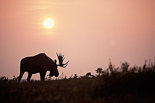 驼鹿,雄性动物,大,鹿角,剪影,日落,烟,野火,德纳里峰国家公园,阿拉斯加