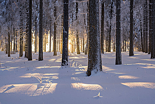 雪,挪威针杉,欧洲云杉,树林,日落,图林根,图林根州,德国,欧洲