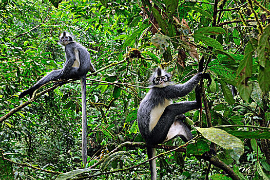 北方,叶子,猴子,一对,树,古农列尤择国家公园,苏门答腊岛,印度尼西亚