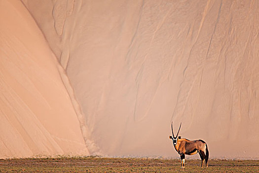长角羚羊,羚羊,干燥,河床,正面,大,沙丘,河,纳米布沙漠,纳米比亚