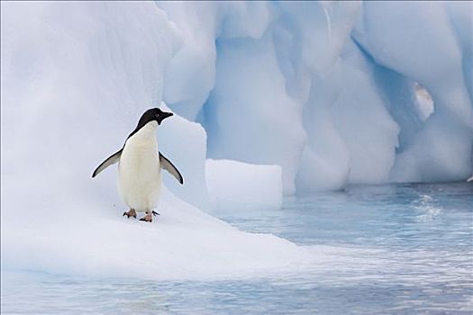 阿德利企鹅,融化,冰山,保利特岛,南极