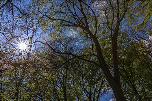 山毛榉树,春天,太阳光线