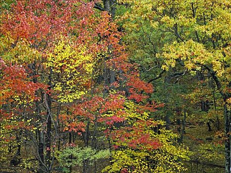 秋叶,间隙,仙纳度国家公园,弗吉尼亚