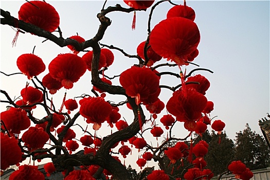红色,春节,灯笼,地坛,公园,北京,中国
